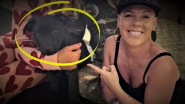 Pink Adopts An Adorable New Puppy