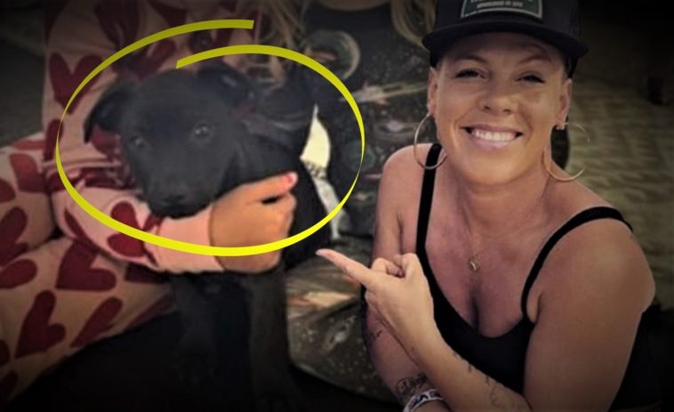 Pink Adopts An Adorable New Puppy